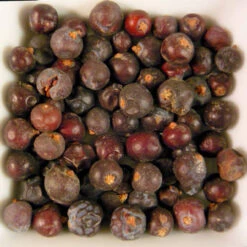 Blue Juniper Berry