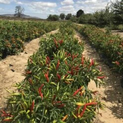 Banhoek Chili Oil -Food And Beverage Store banhoek chili oil banhoek 28236025233465