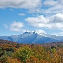Mount Mansfield Maple Products Maple Syrup -Food And Beverage Store mount mansfield maple products maple syrup pantry mount mansfield maple products 270176